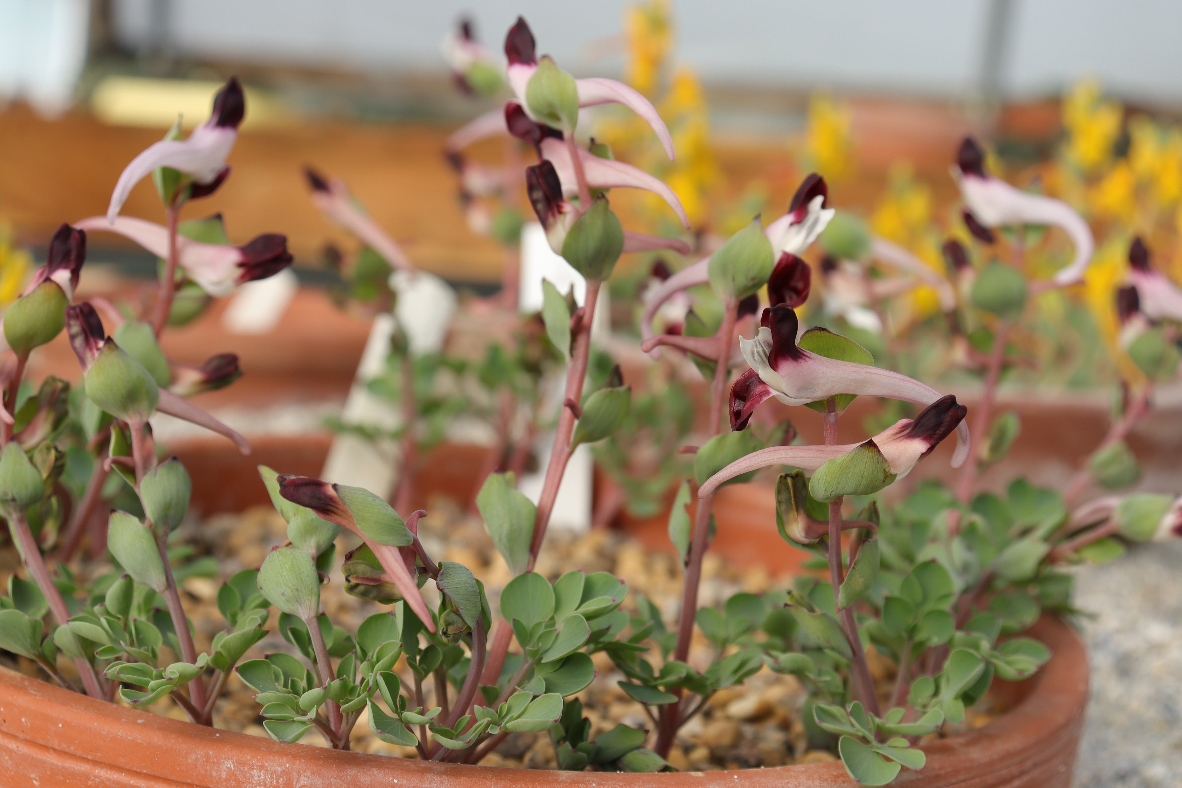 Corydalis popovii
