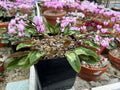 Cyclamen hederifolium Seed