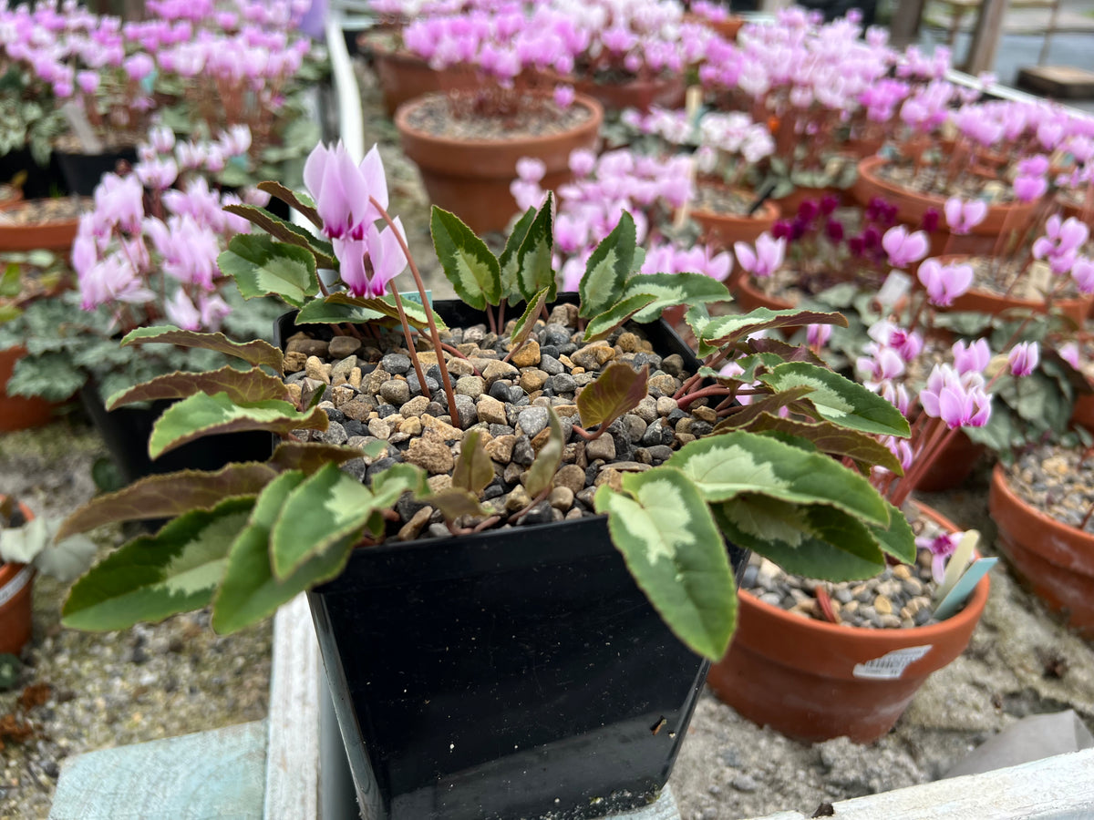 Cyclamen hederifolium Seed