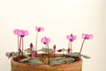 Cyclamen alpinum Silver Leaf Seed