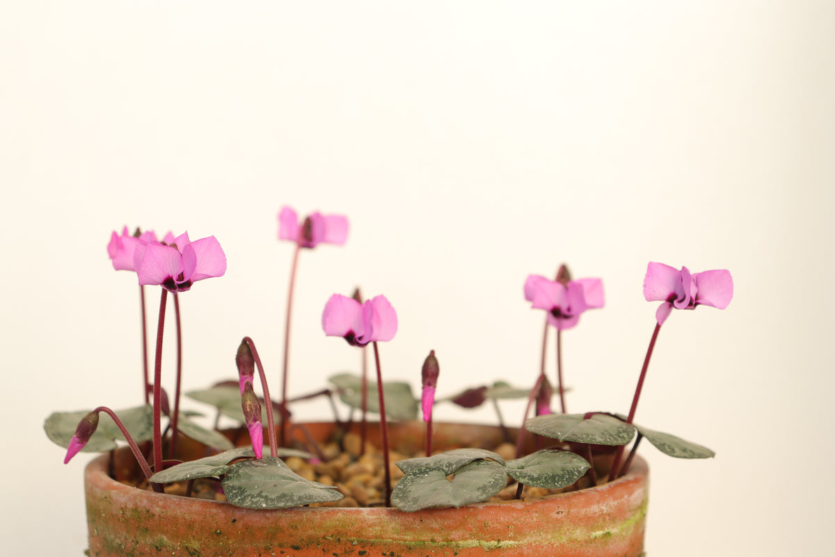 Cyclamen alpinum Silver Leaf Seed