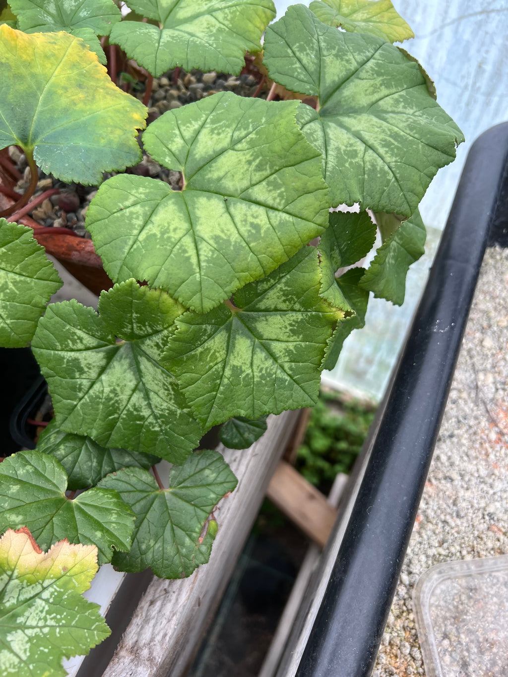 Cyclamen rholfsianum Seed