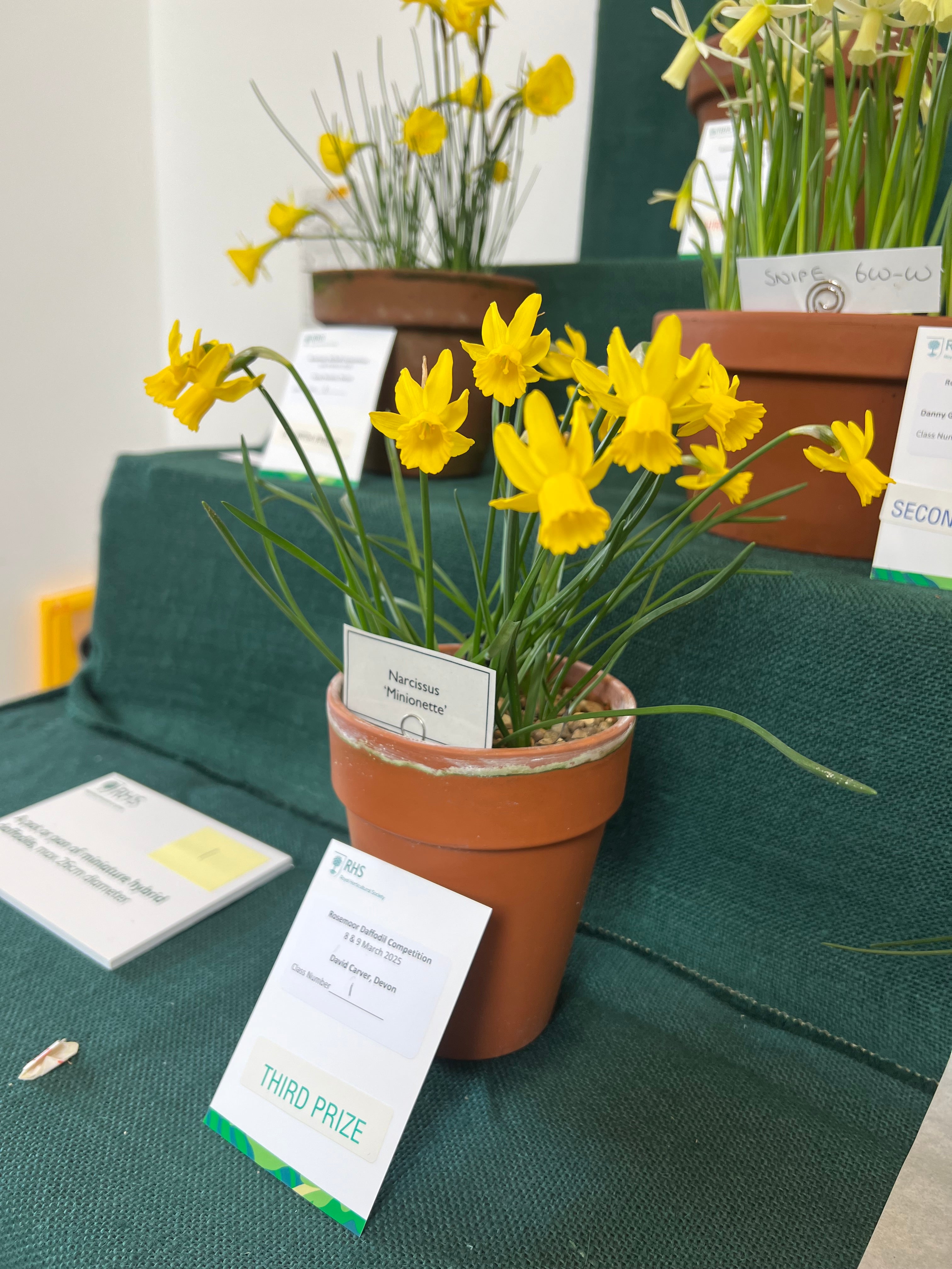 Narcissus 'Minionette'