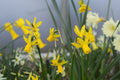 Narcissus 'Whippet'