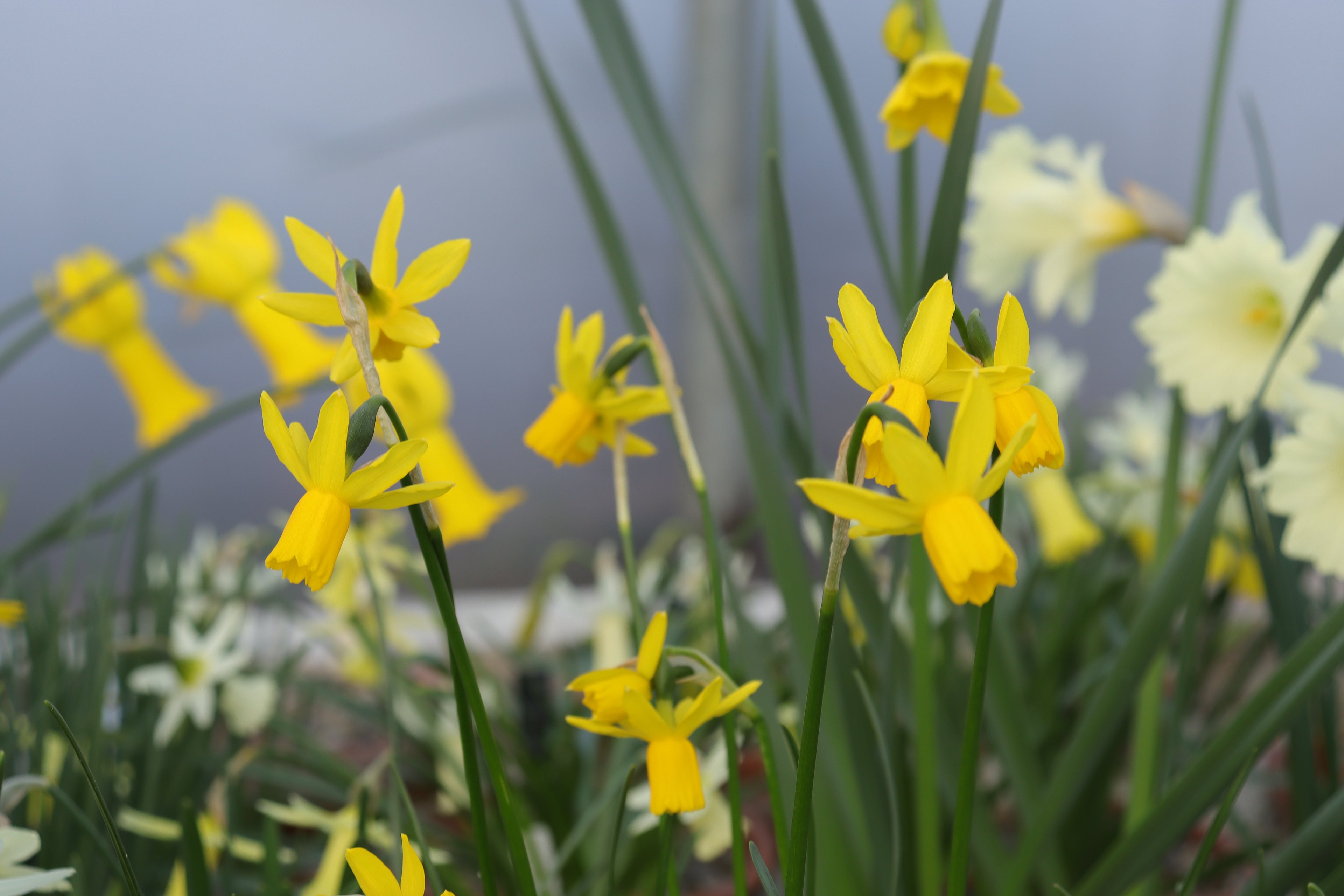 Narcissus 'Whippet'