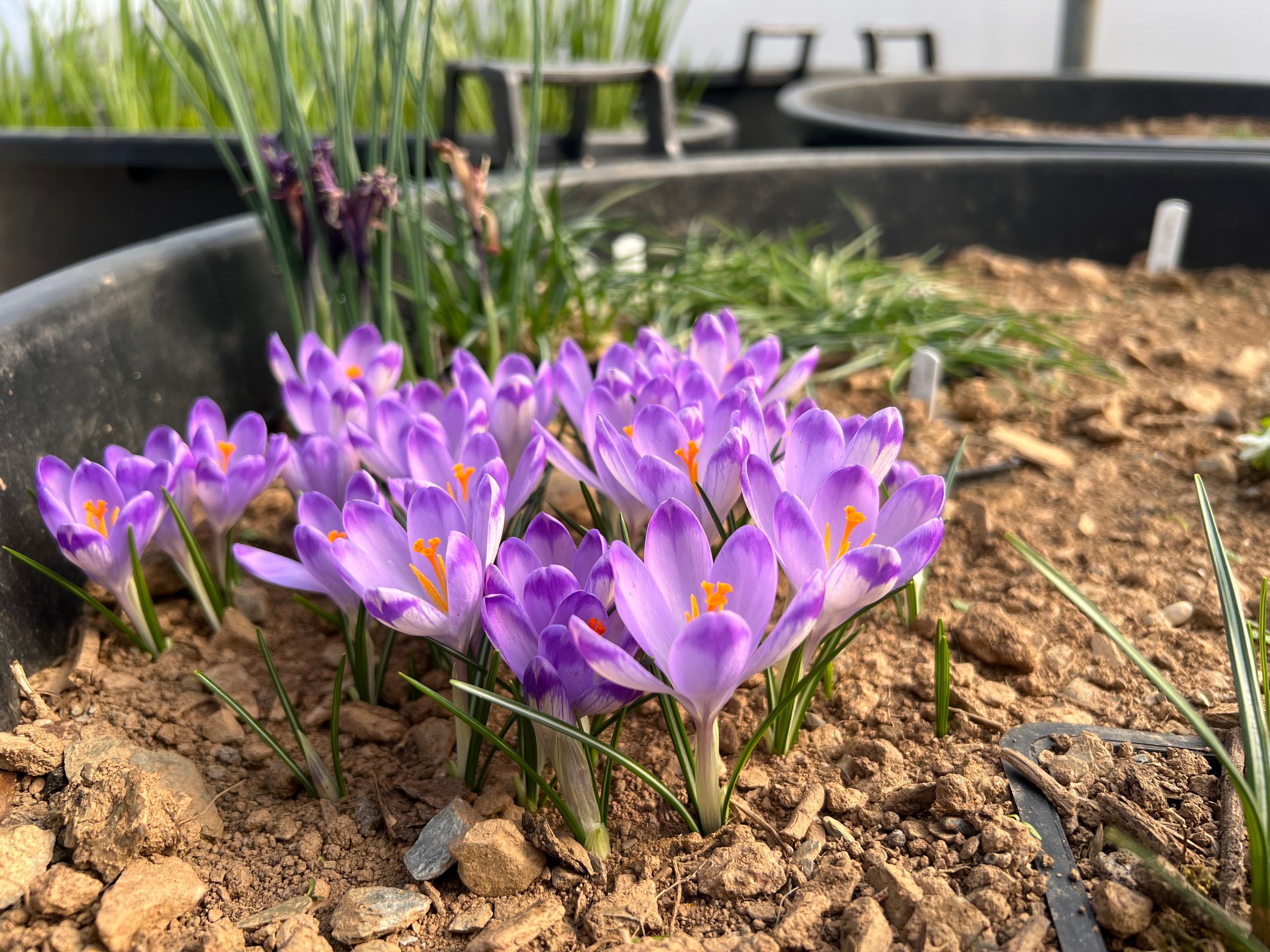 Crocus ‘Shock Wave’