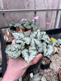 Cyclamen rhodium subsp. peloponnesiacum Seed