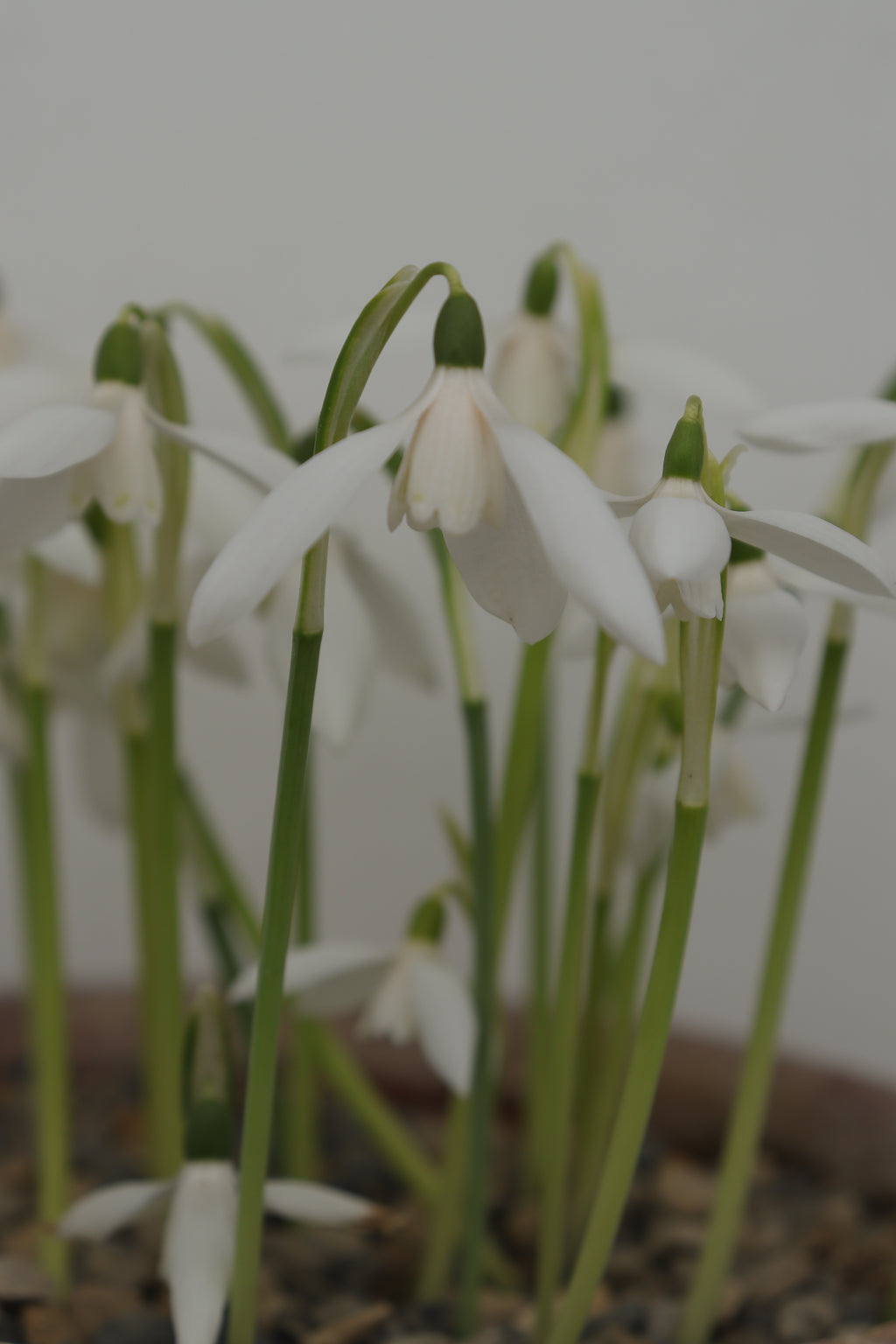 Galanthus reginae-olgae 'Blanc de Chine'