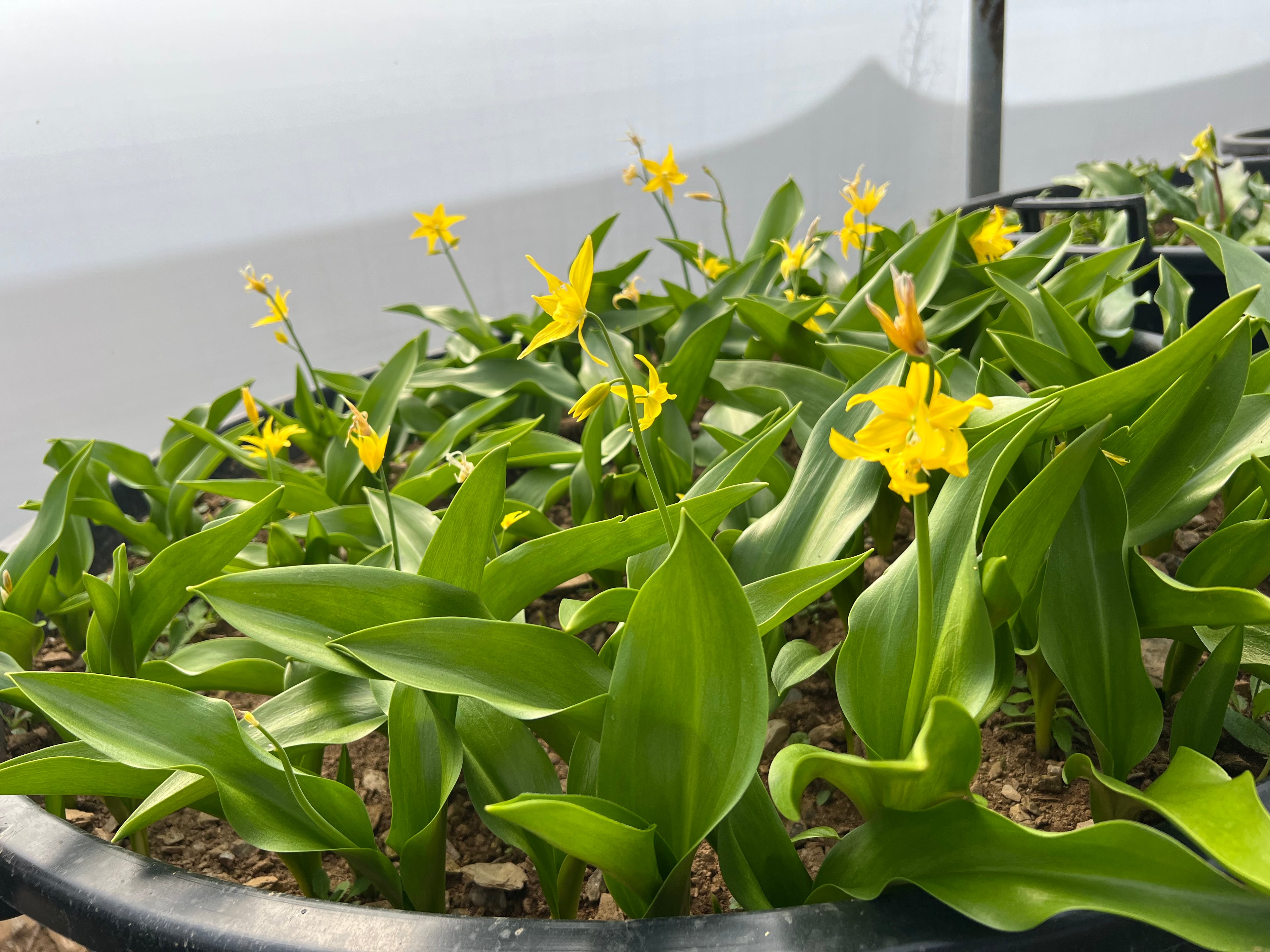 Erythronium tuolumnense