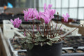 Cyclamen graecum 'Rhodopou' Seed