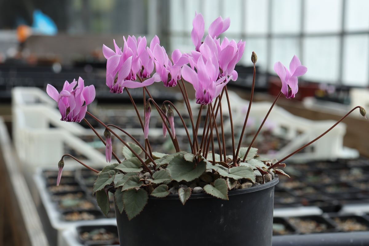Cyclamen graecum 'Rhodopou' Seed