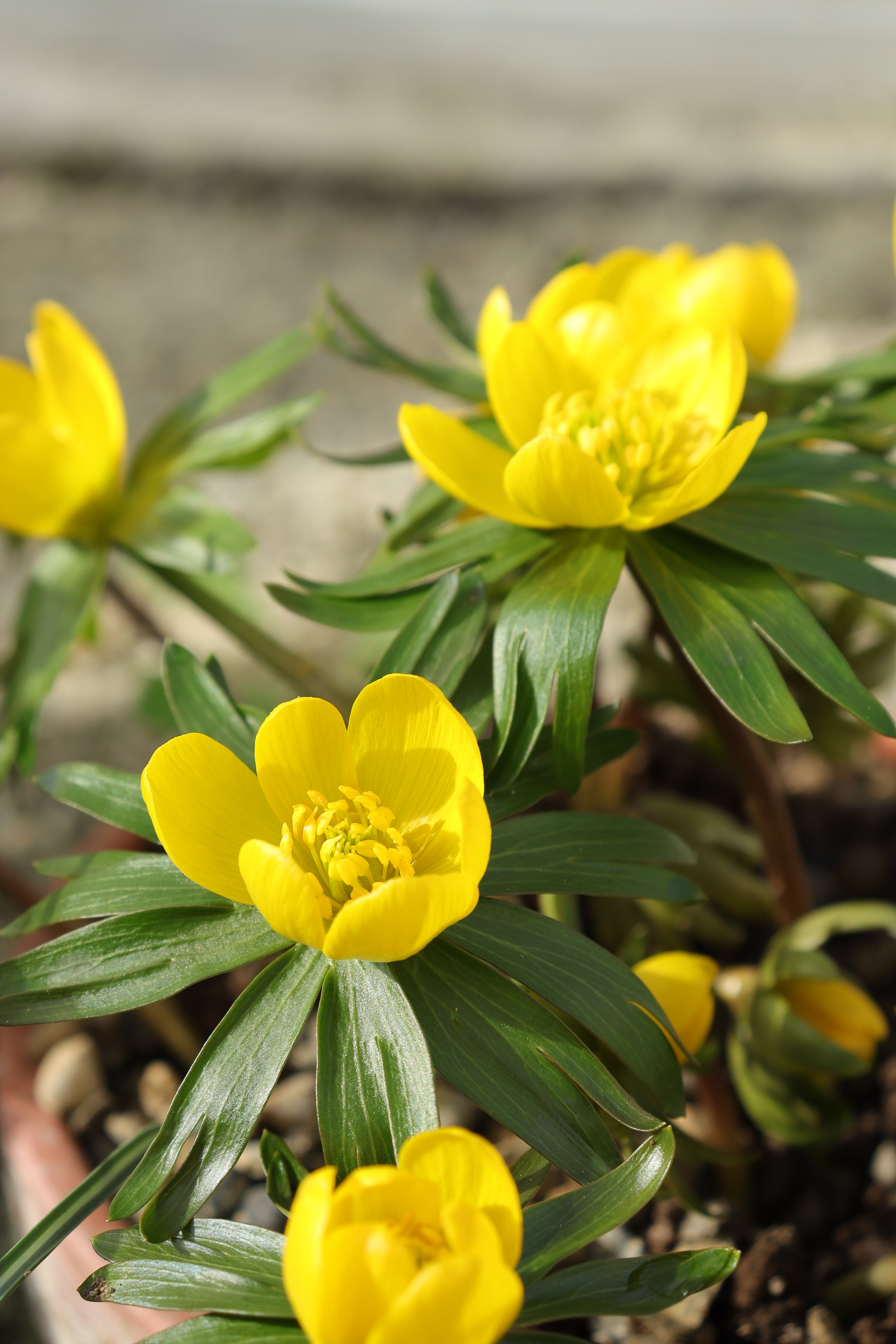 Eranthis hyemalis 'Guinea Gold'