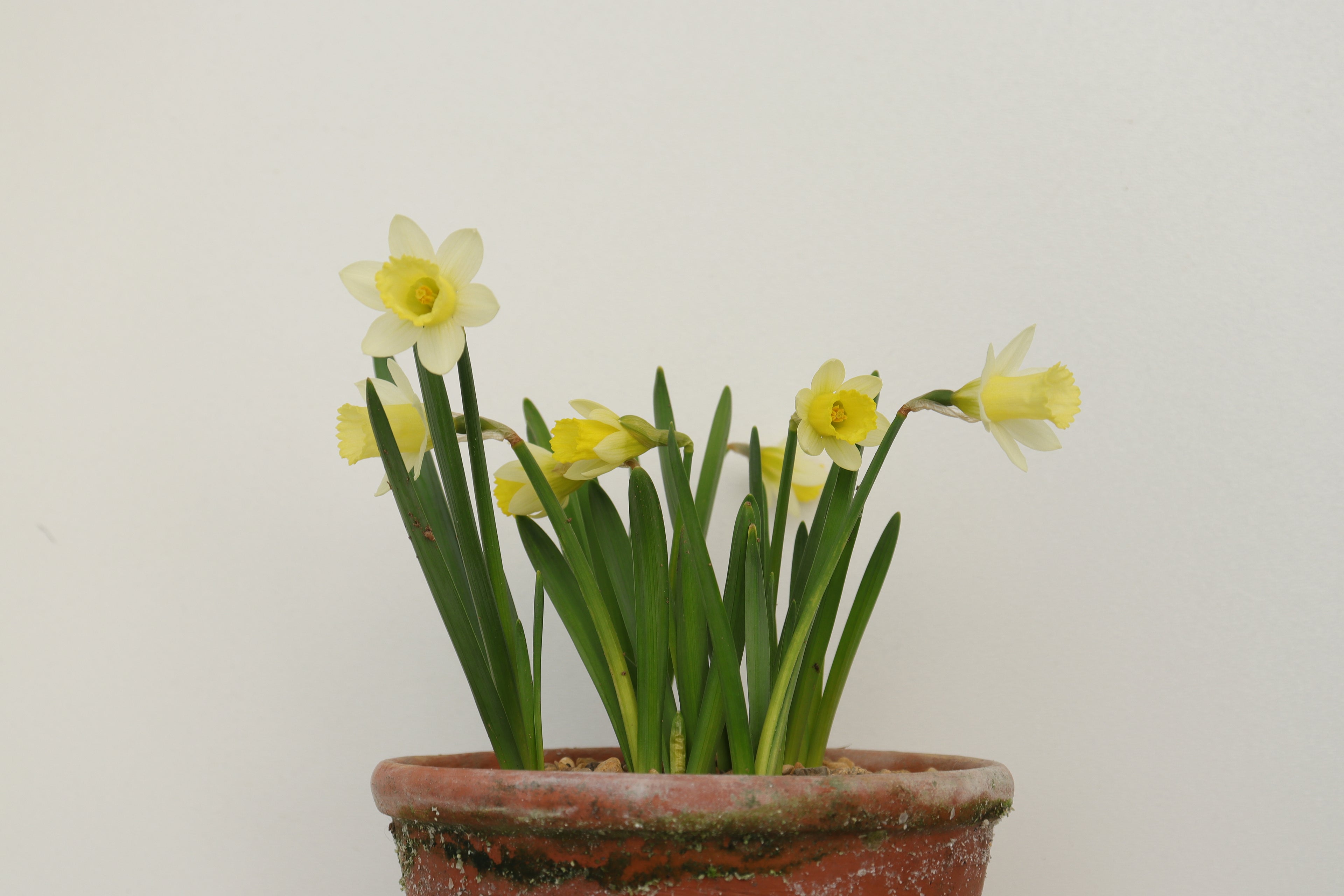 Narcissus 'Wee Dote'