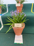 Hyacinthoides vicentina