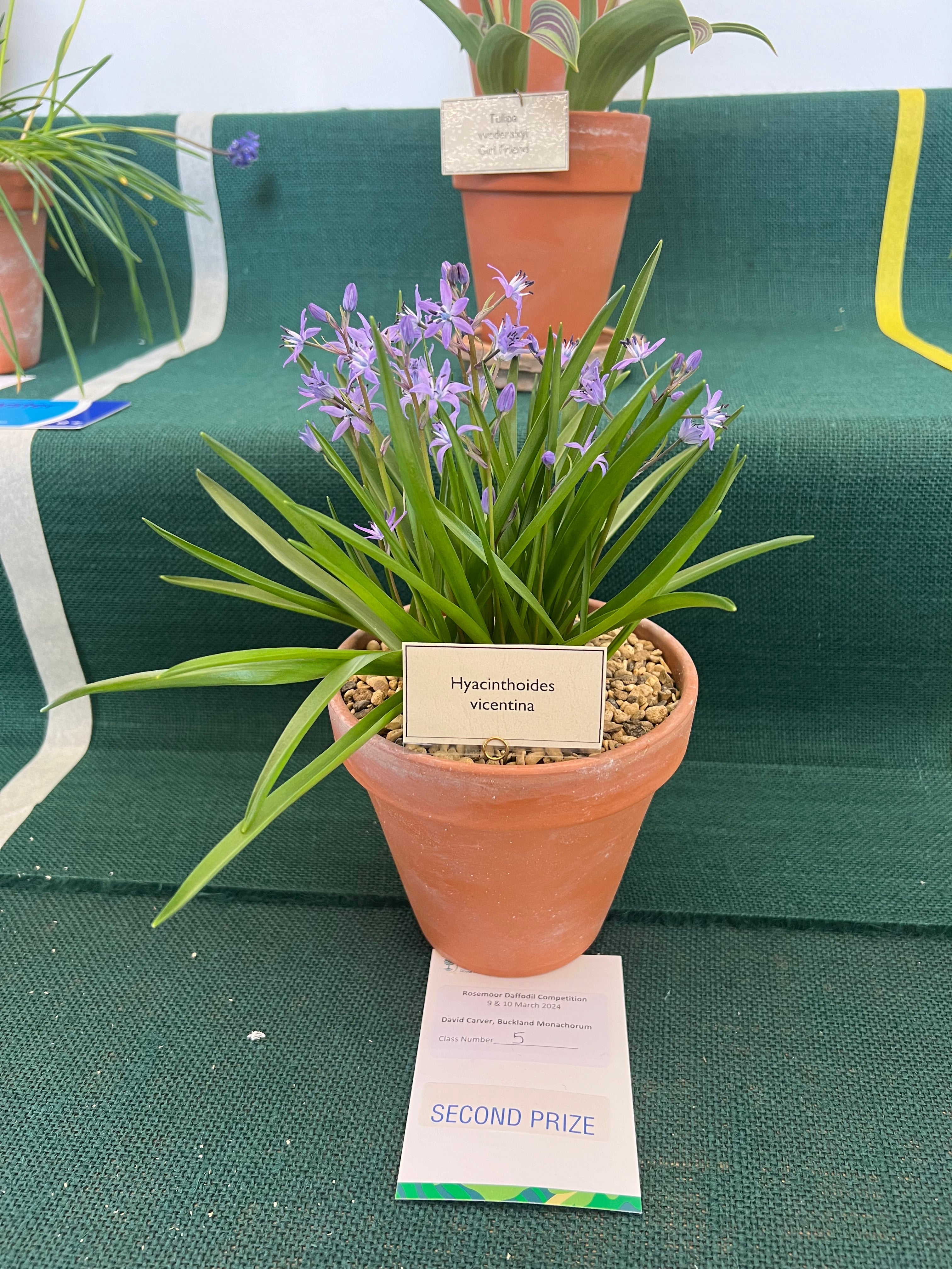 Hyacinthoides vicentina