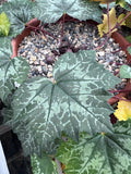Cyclamen rholfsianum Seed