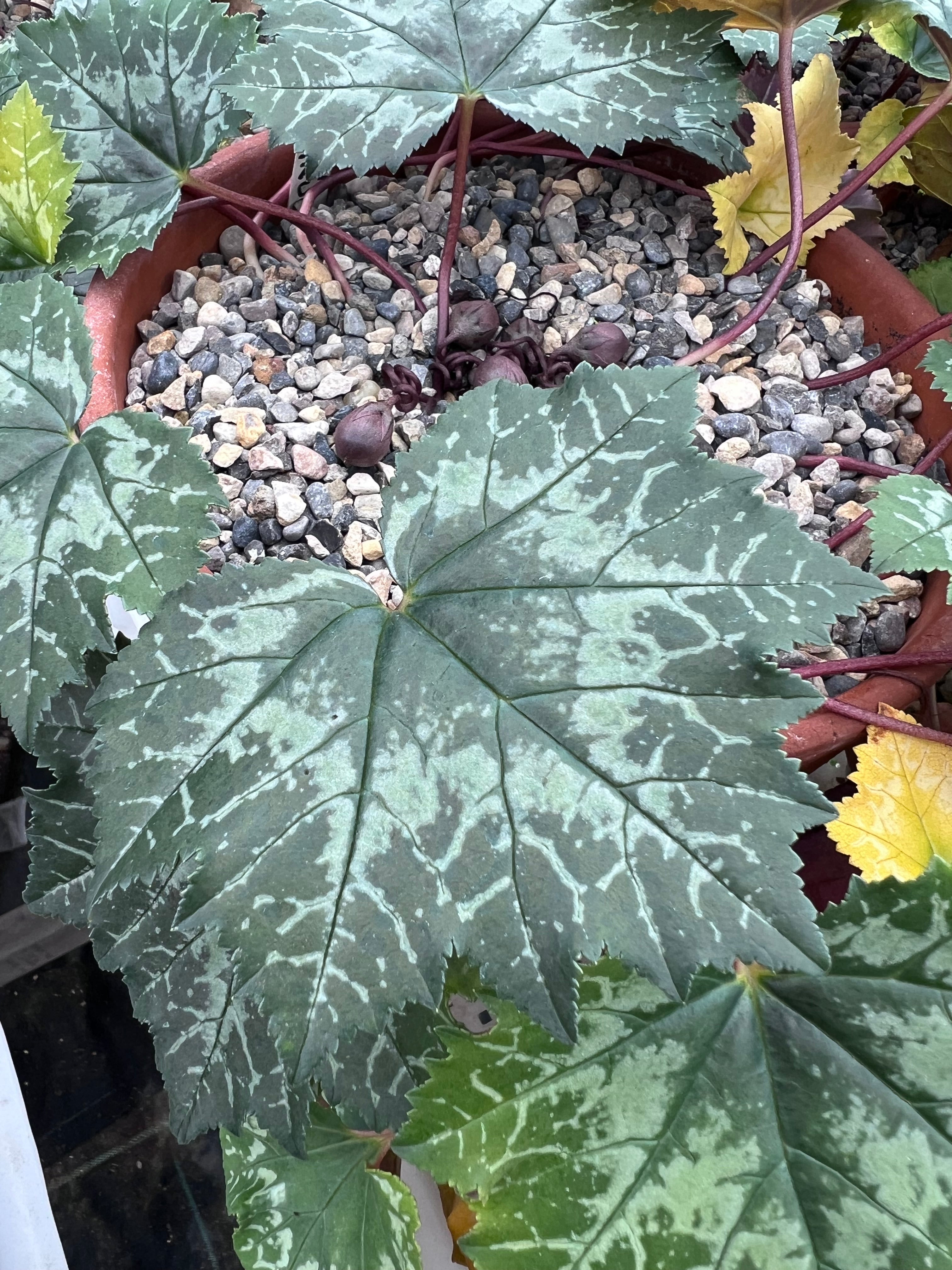 Cyclamen rholfsianum Seed