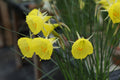 Narcissus ‘Mitimoto’