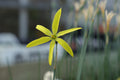 Narcissus x xanthochlorus