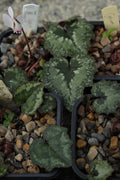 Cyclamen cyprium Seed