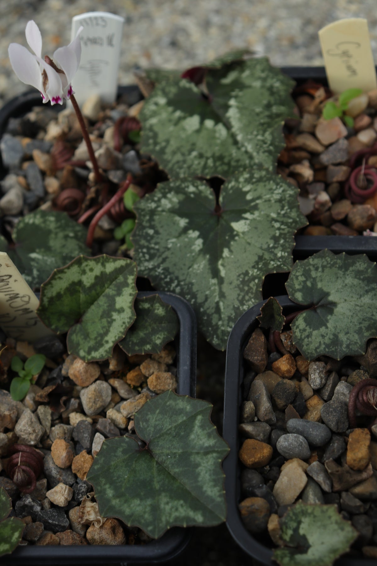 Cyclamen cyprium Seed