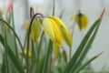 Tulipa sylvestris