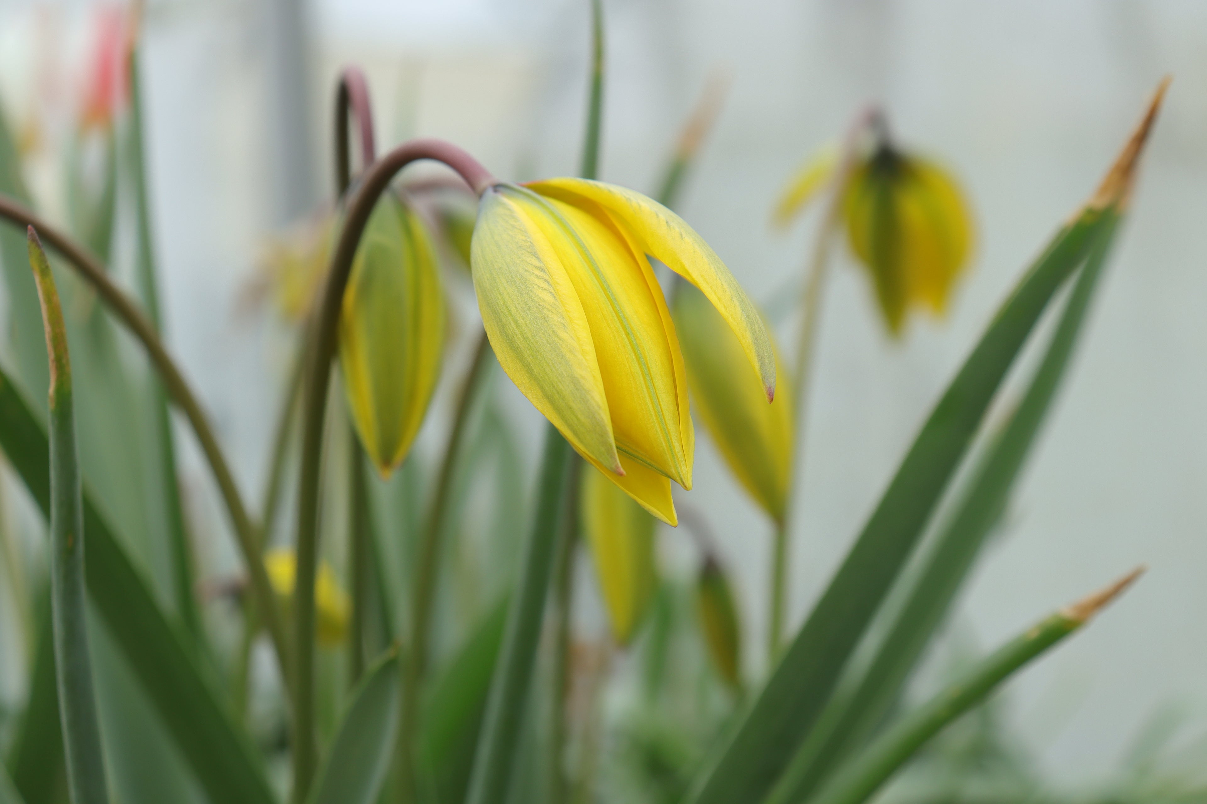 Tulipa sylvestris