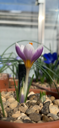 Crocus rujanensis 'Belphoebe'