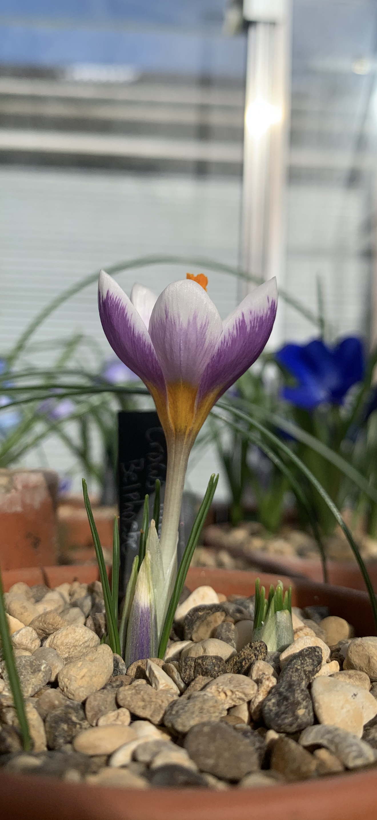 Crocus rujanensis 'Belphoebe'