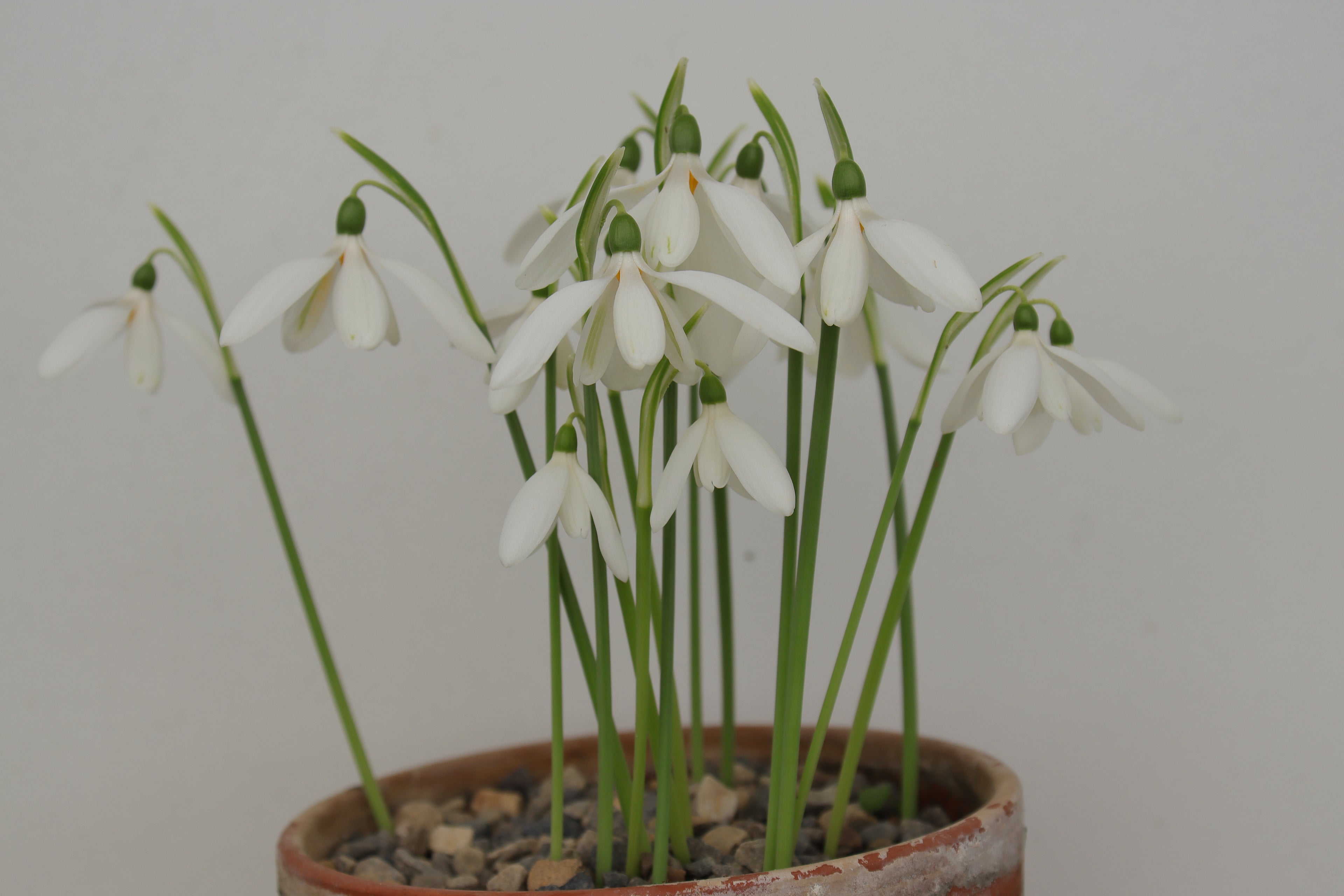 Galanthus reginae-olgae ‘Autumn Snow’