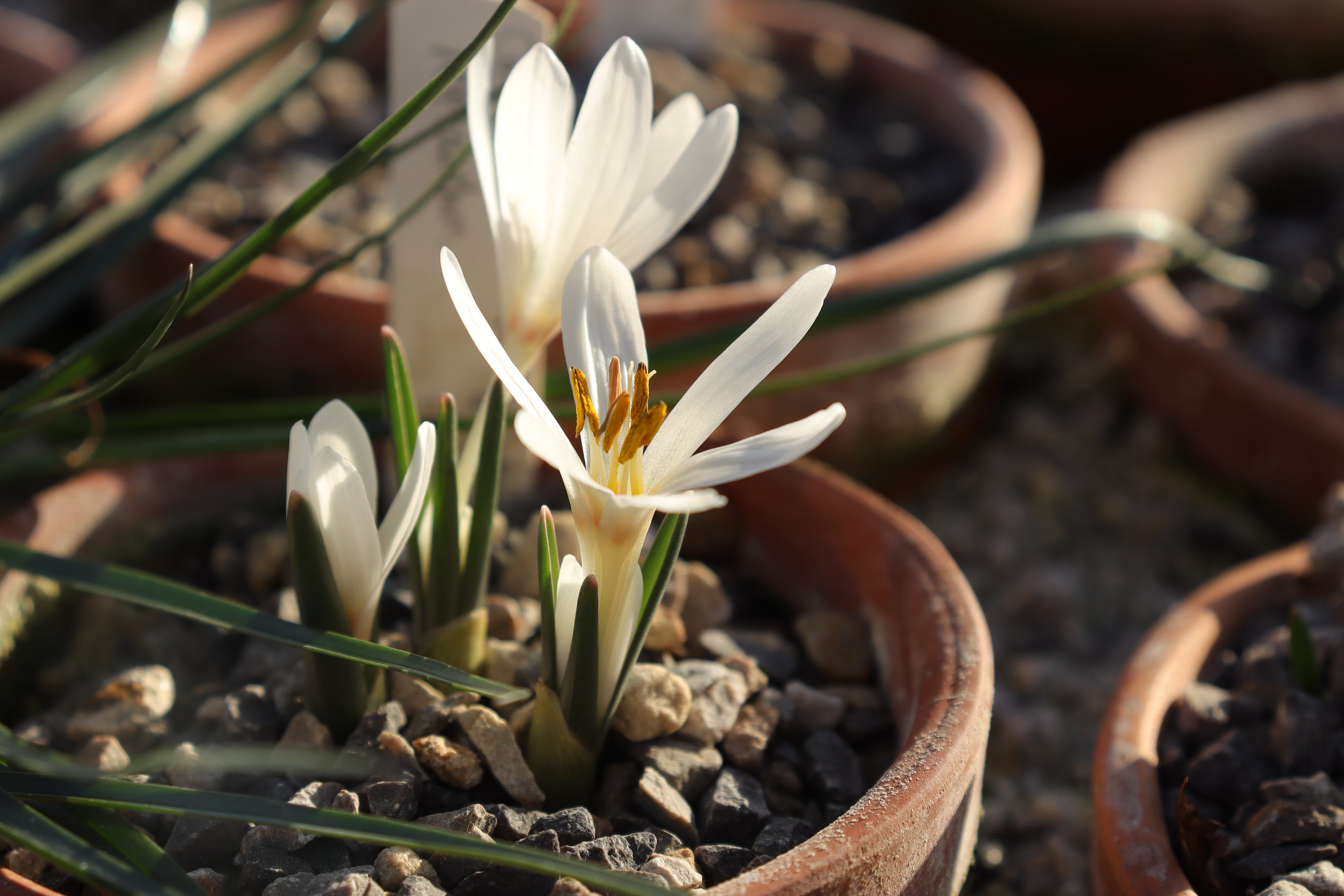 Colchicum leptanthum