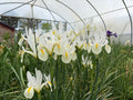 Iris (Dutch) ‘White Van Vliet’