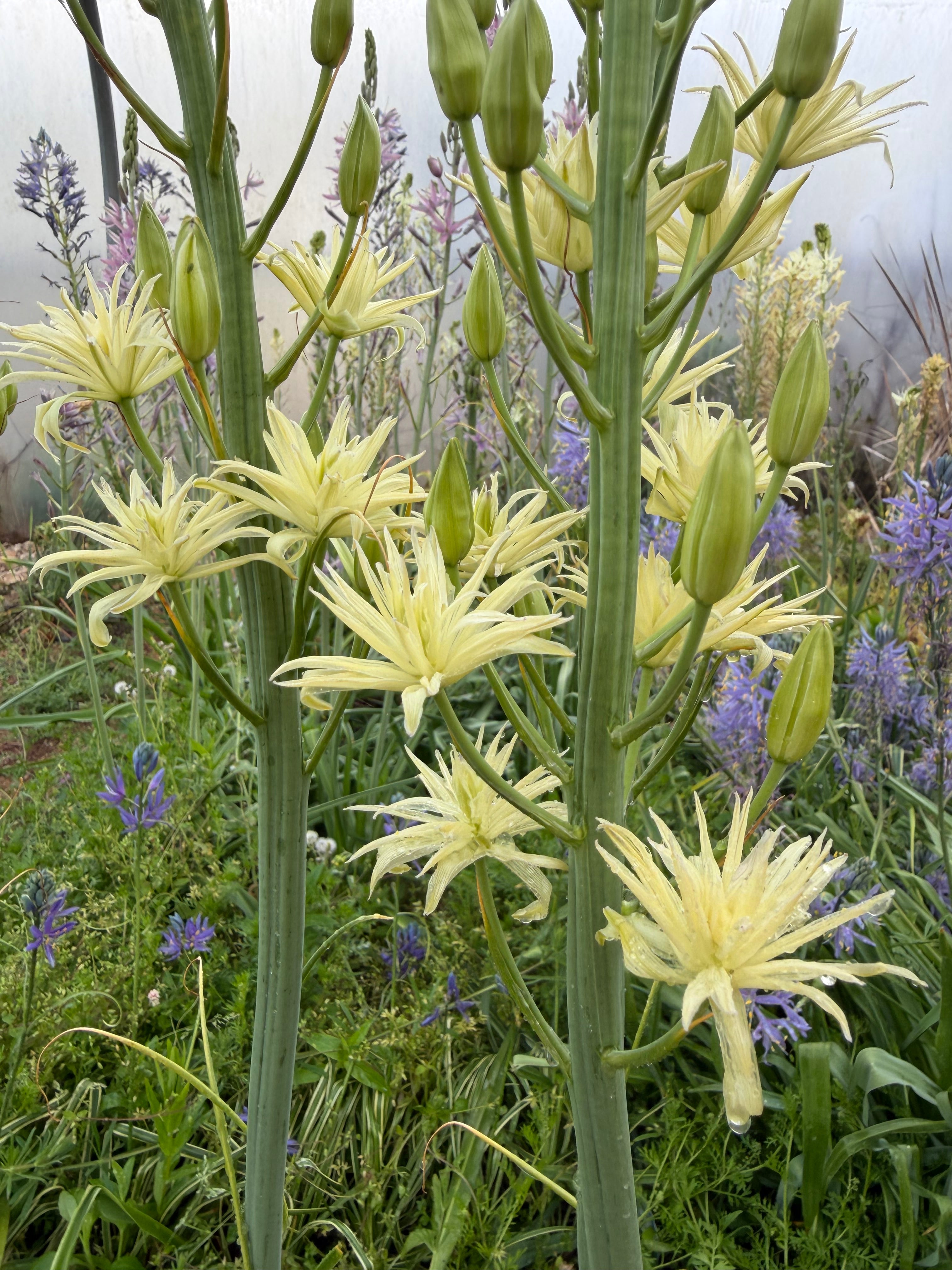 Camassia leichtlinii 'Semiplena