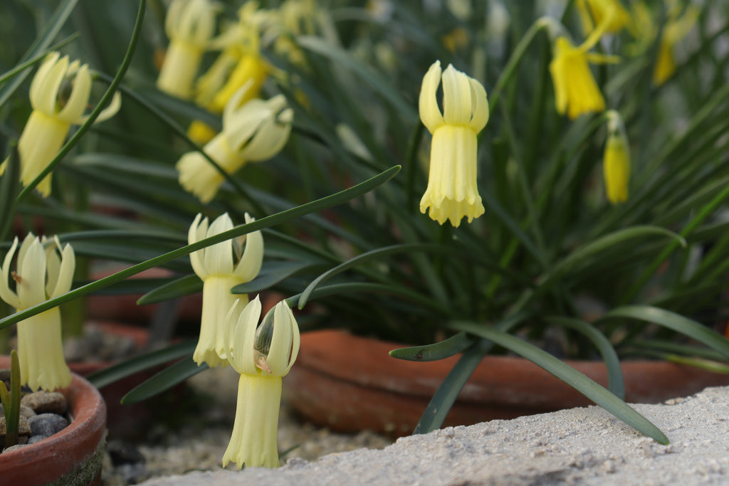 Narcissus 'Swiftlet'