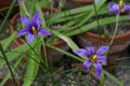 Romulea grandiscapa