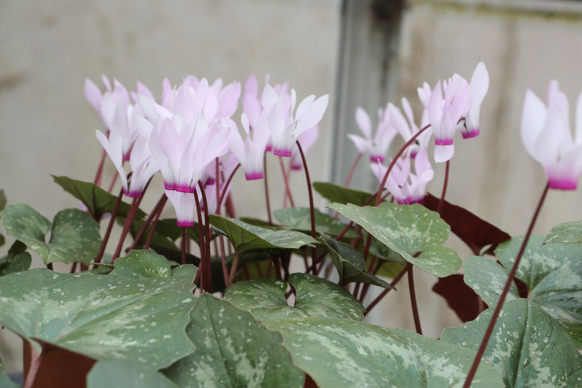 Cyclamen rhodium subsp. peloponnesiacum Seed