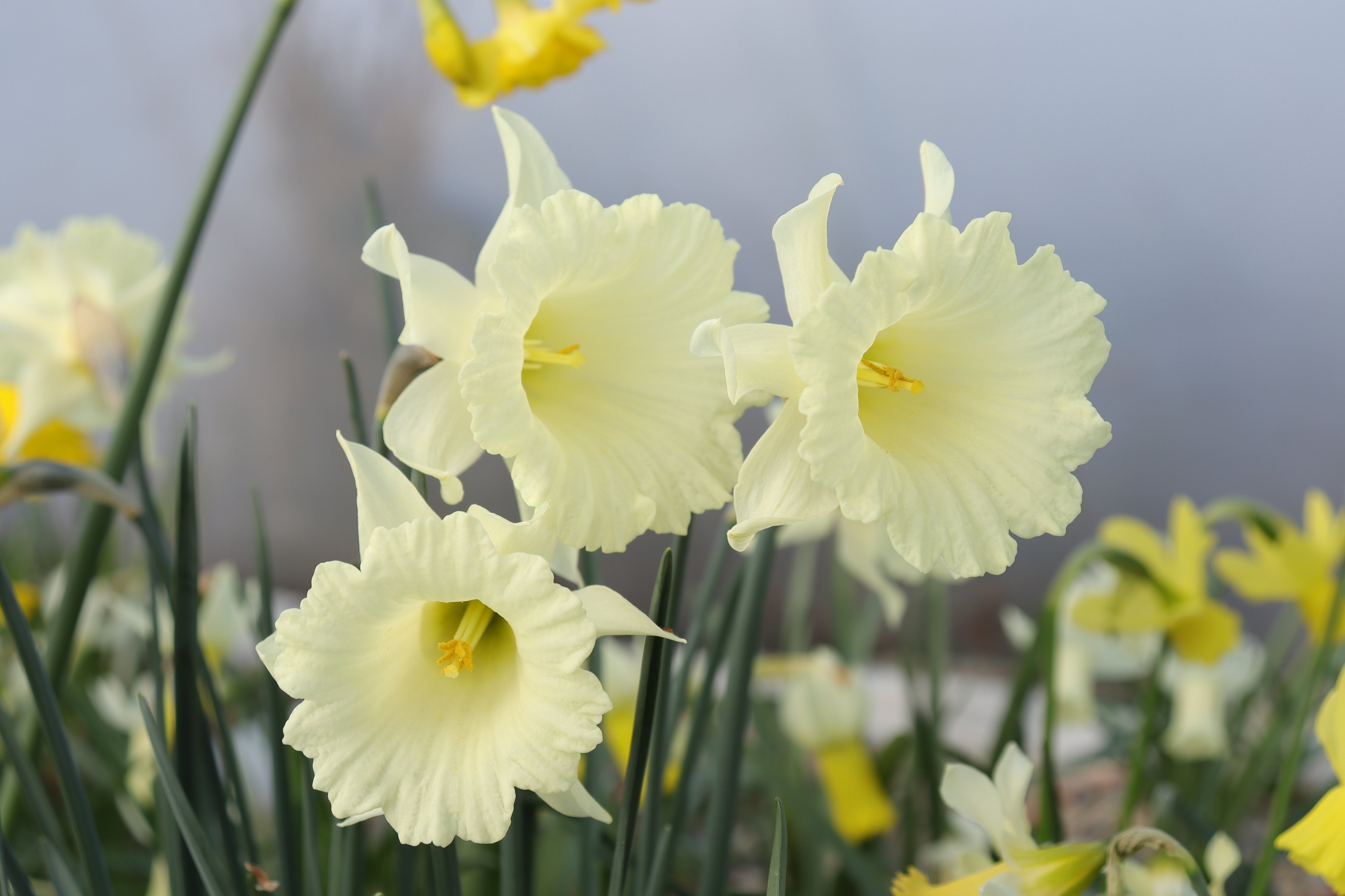 Narcissus 'Trumpet Voluntary'