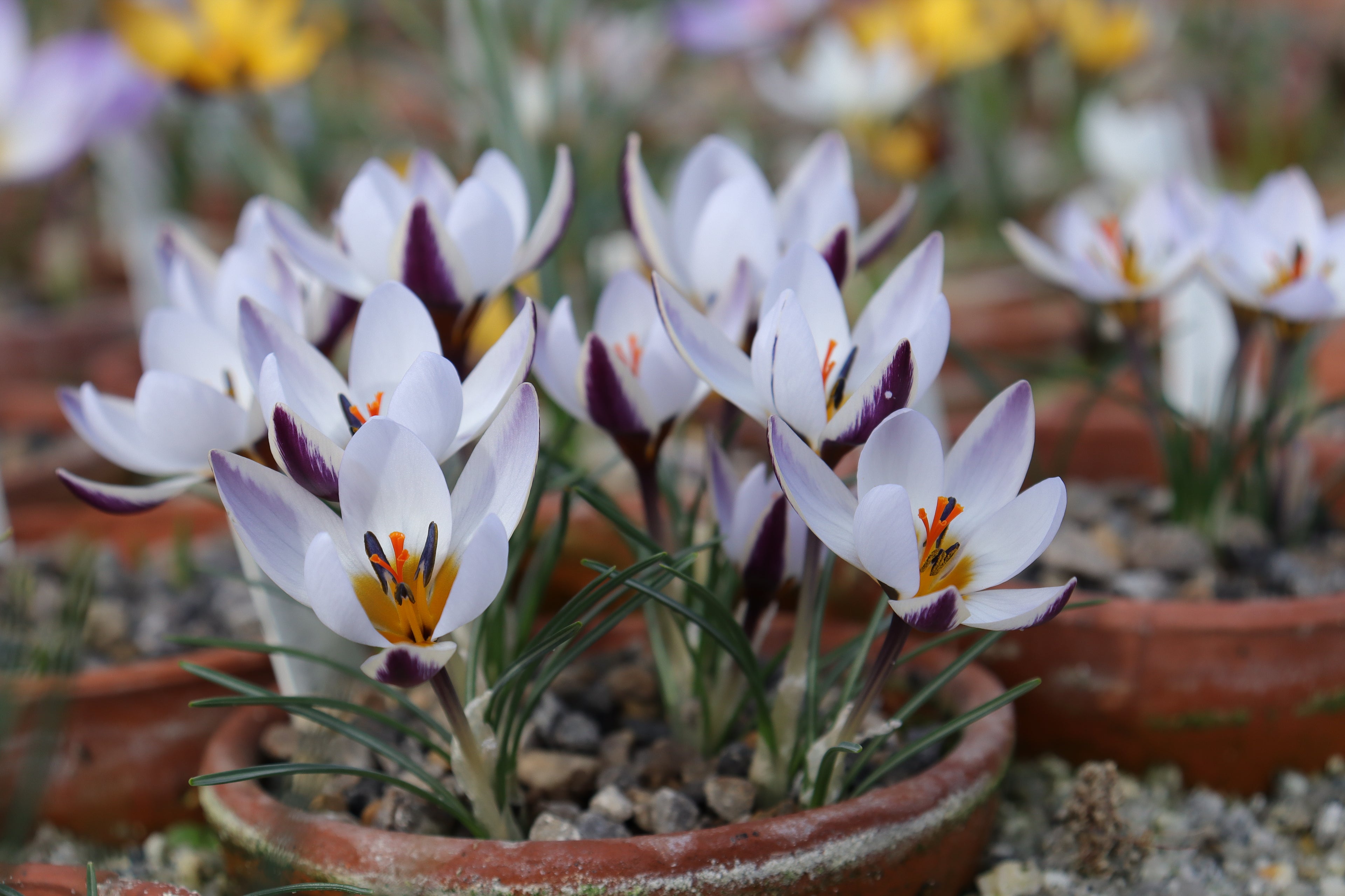 Crocus ionopharynx