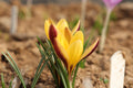 Crocus angustifolius Bronze Form