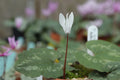 Cyclamen repandum f. album Seed