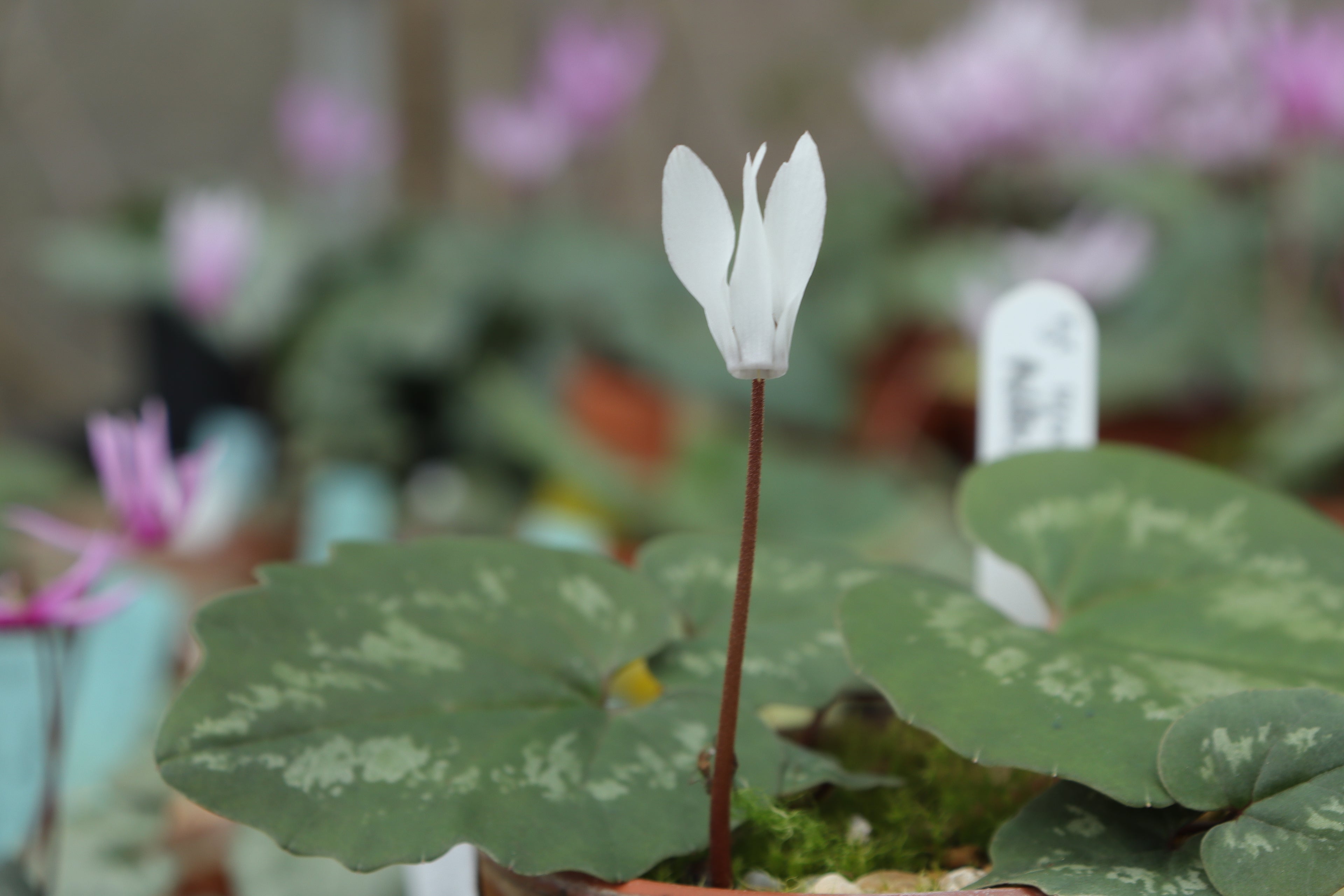 Cyclamen repandum f. album Seed
