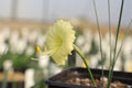 Narcissus ‘Julia Jane’ (true form)