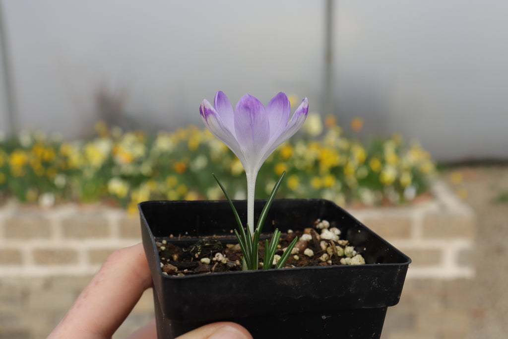 Crocus ‘Shock Wave’