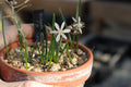 Trachyandra sp. TS825