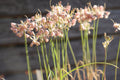 Allium paniculatum