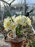 Narcissus ‘Iapetus’