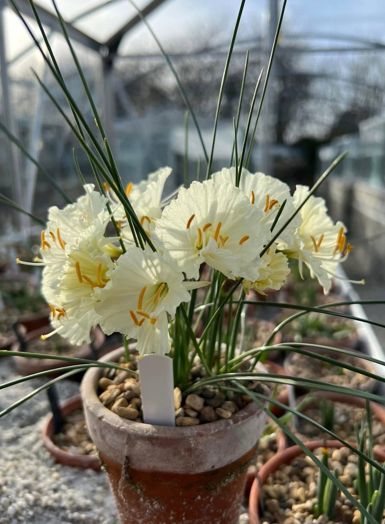 Narcissus ‘Iapetus’