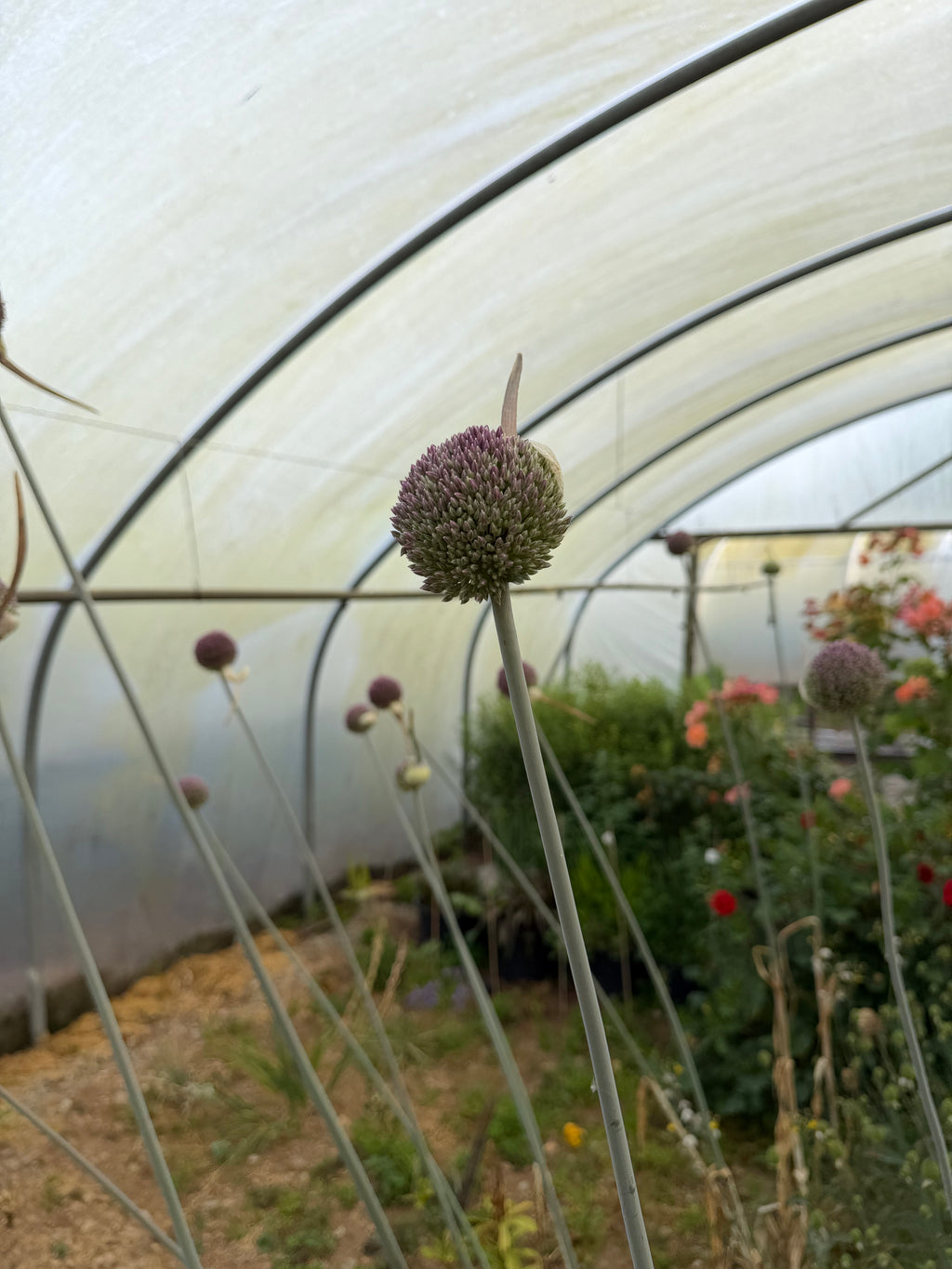 Allium stipitatum 'Summer Drummer'