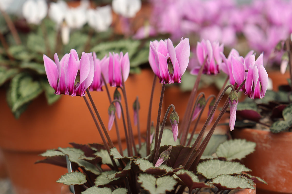 Cyclamen graecum Seed