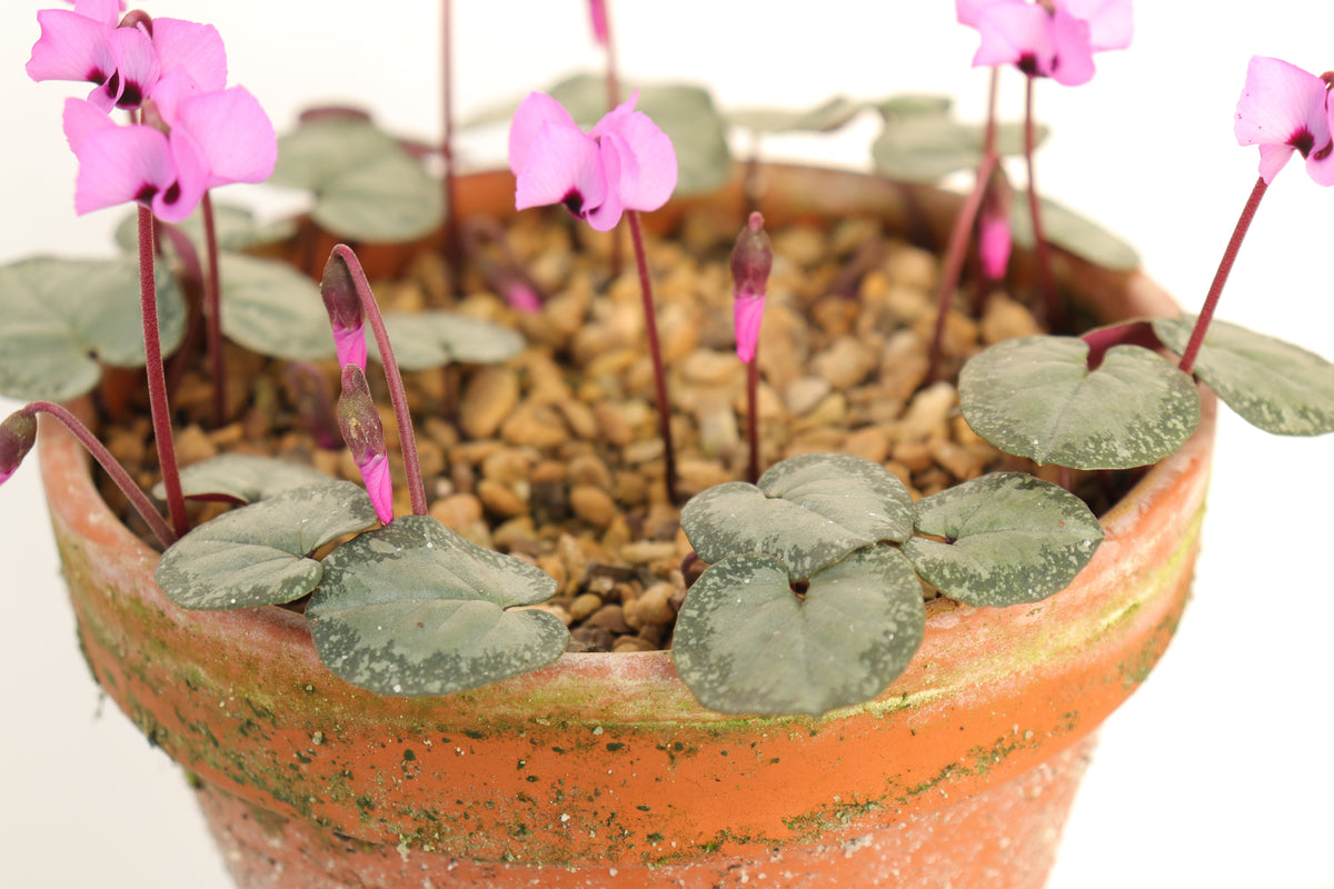 Cyclamen alpinum Silver Leaf Seed